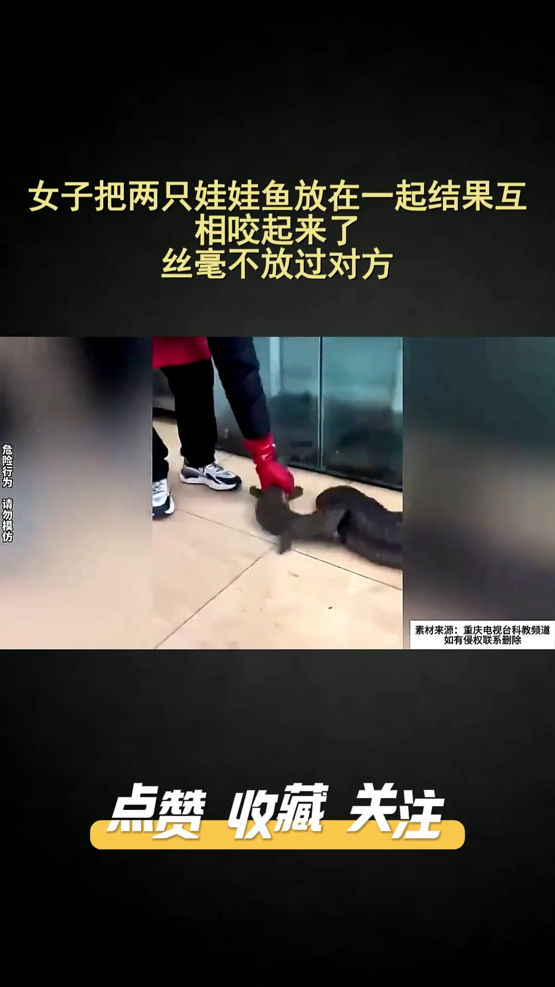 女子把两只娃娃鱼放在一起结果互相咬起来了,丝毫不放过对方