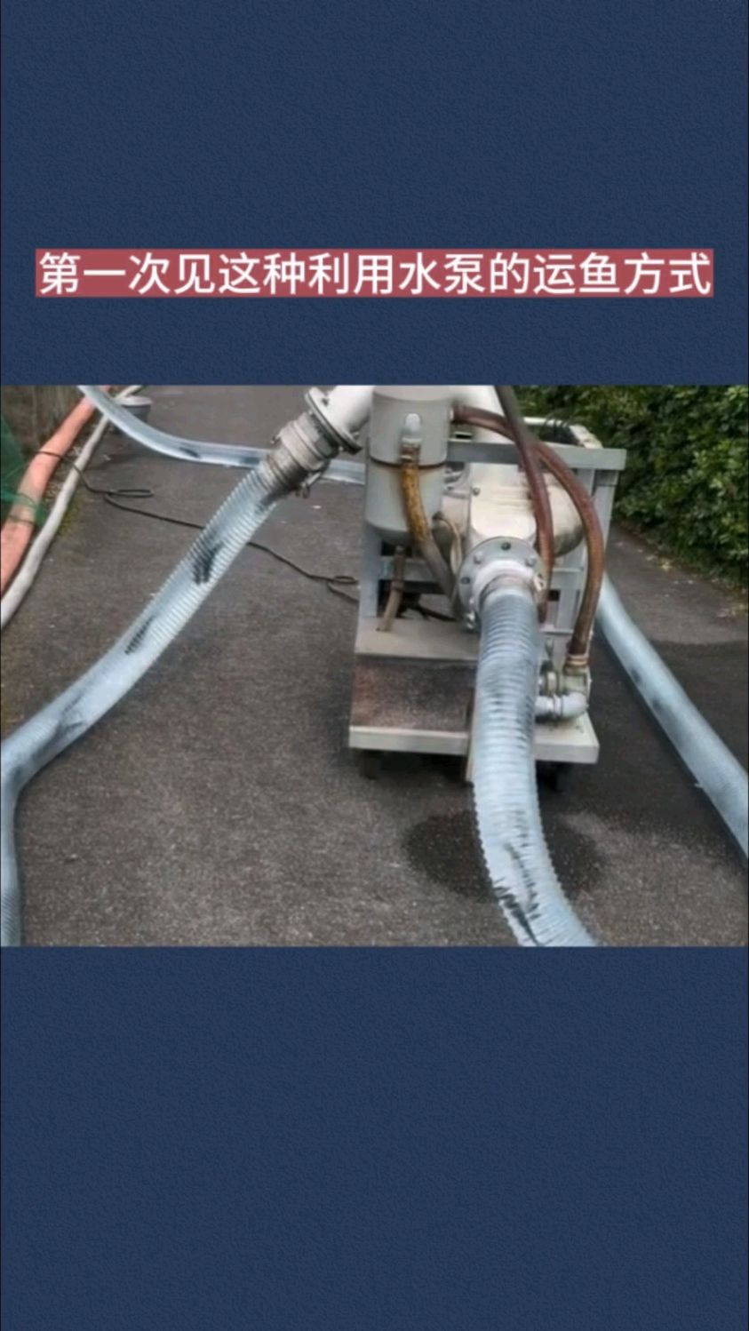 第一次见这种利用水泵的运鱼方式