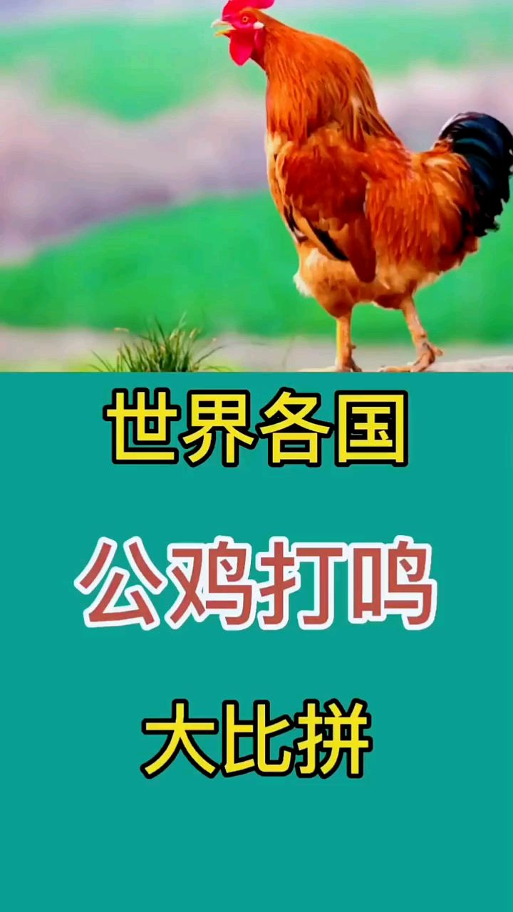 世界各国公鸡打鸣大比拼