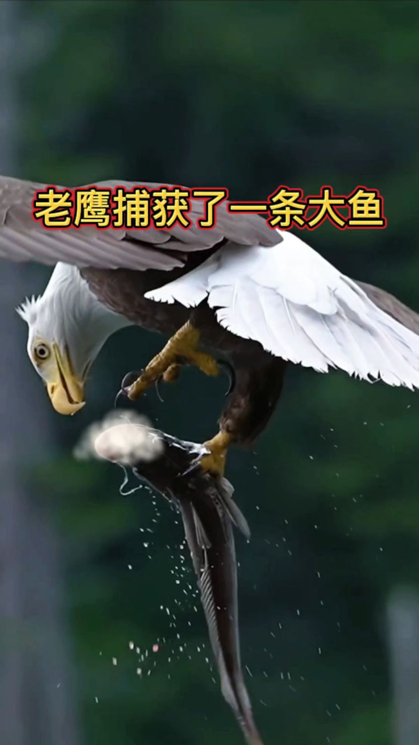 老鹰捕获了一条大鱼
