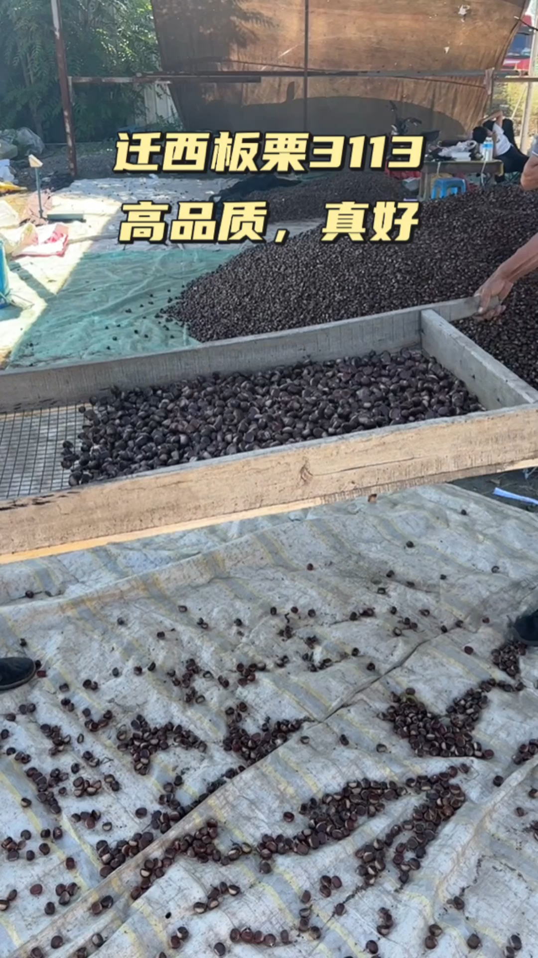 正宗迁西板栗3113,农户自产自销