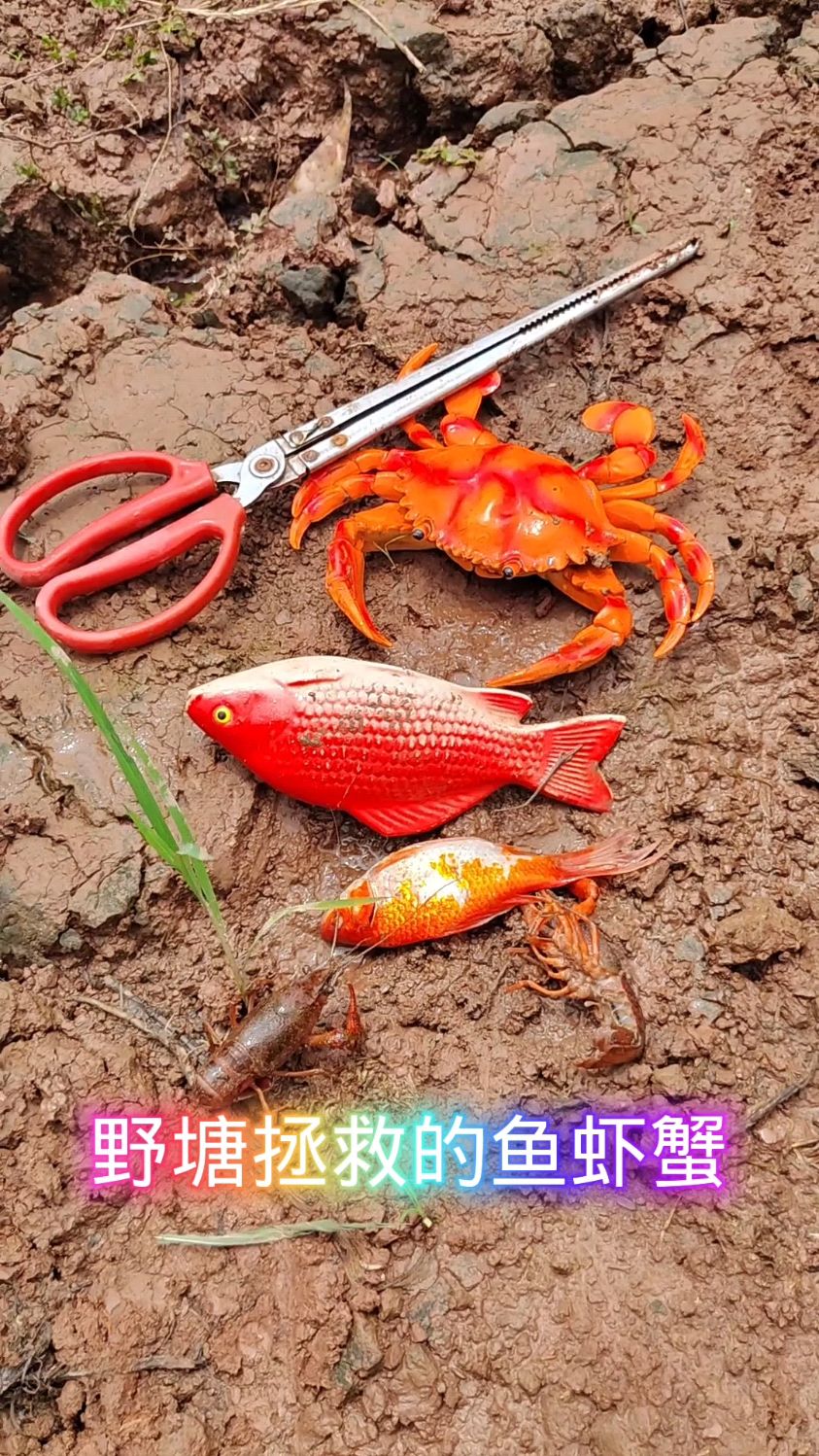 在野塘拯救了很多鱼虾蟹