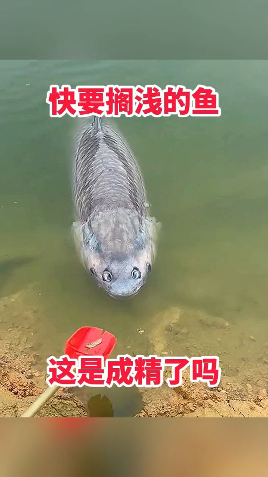 快要搁浅的鱼,这是成精了吗!