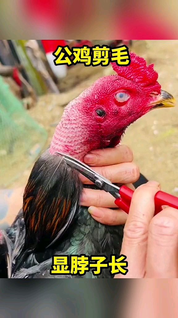 公鸡剪毛显脖子长