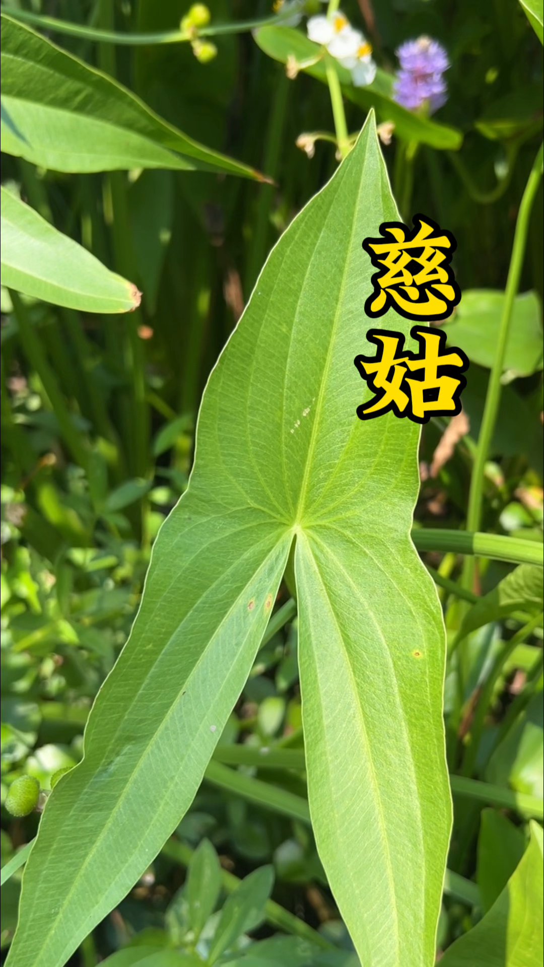 汪曾祺念念不忘的咸菜茨菇汤,你吃过吗?