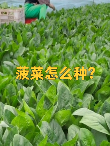 菠菜怎么种?一个视频教会你