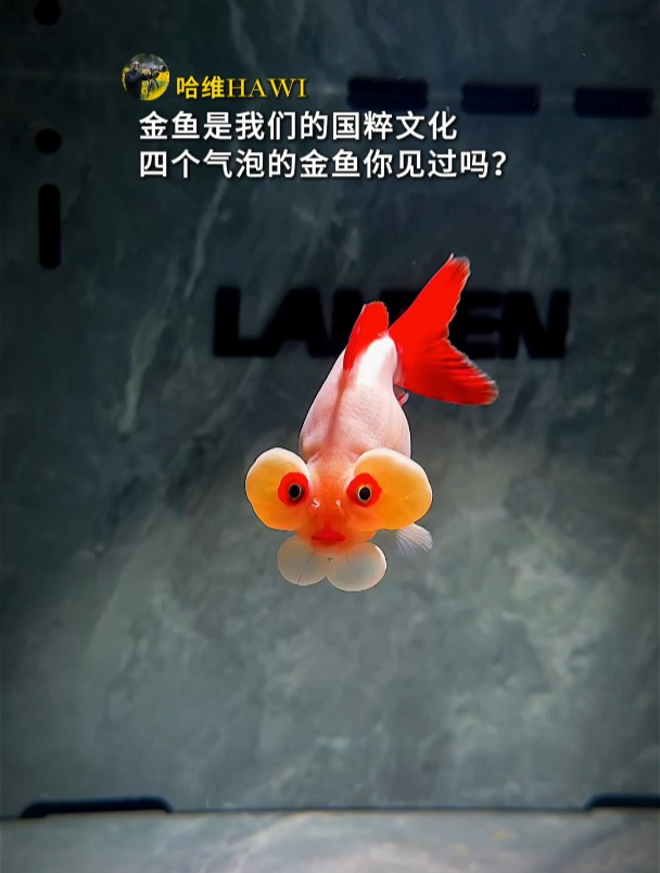 金鱼是我们的国粹文化,头上有四个气泡的金鱼你见过吗?