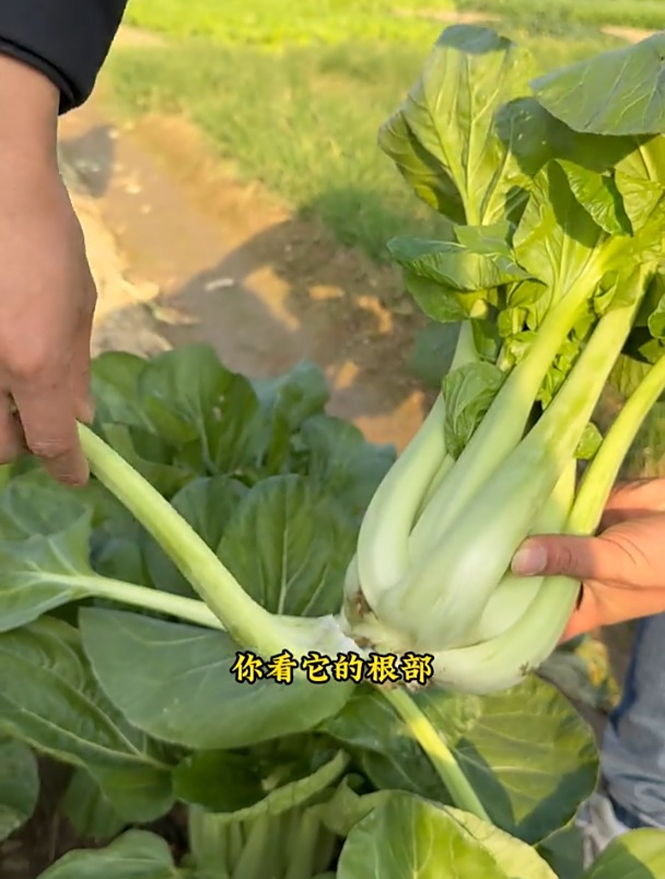 特色新品青菜,专吃梗不吃叶,现在正是种的好几斤!