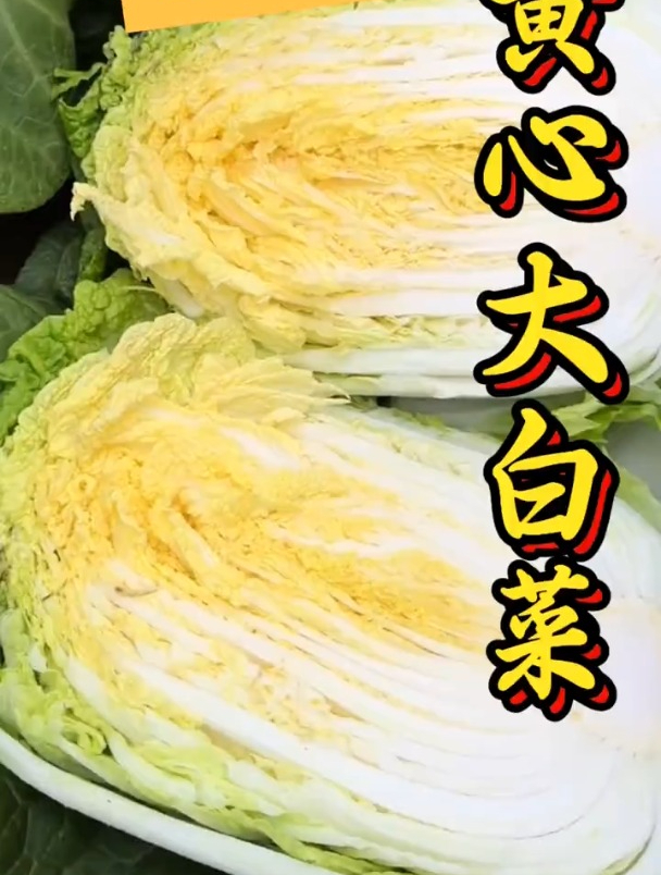 现在就种黄心大白菜,苗子移栽有何技巧?