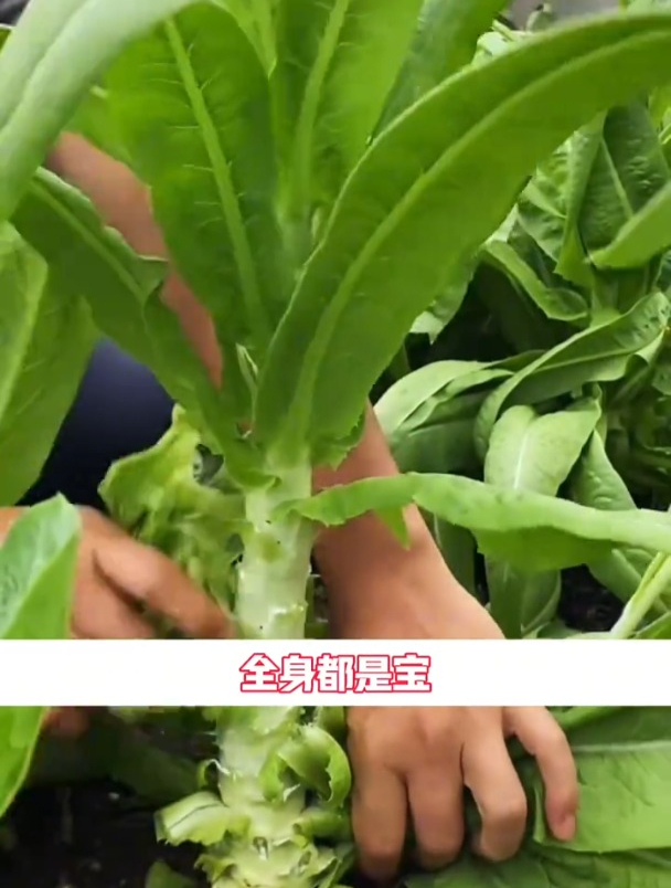 莴笋喜冷凉气候,茎和叶子都是宝,一次种植常年吃!