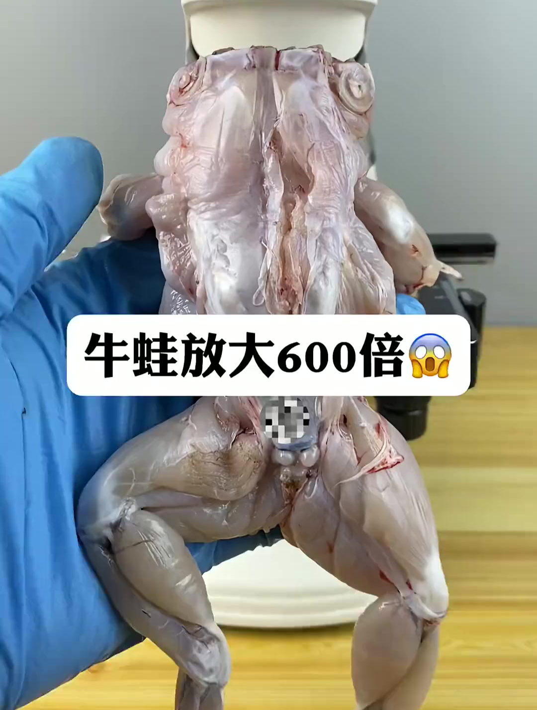 牛蛙真的有寄生虫吗?