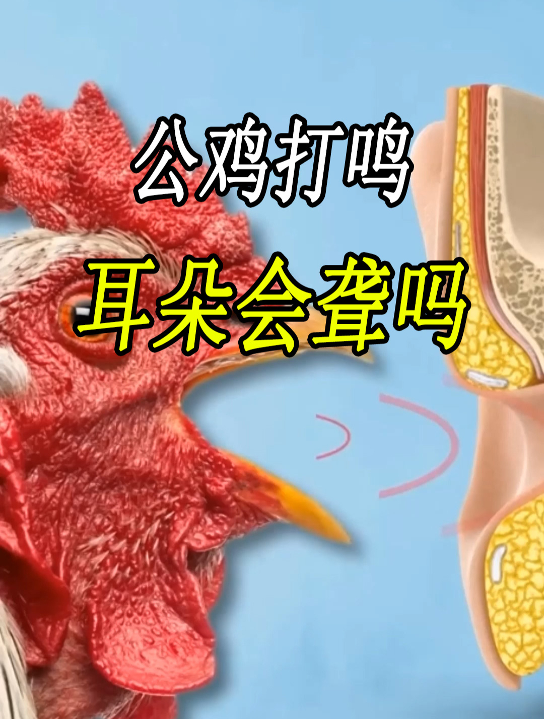 公鸡打鸣的声音,可以媲美枪声!为什么它的耳朵不会聋?