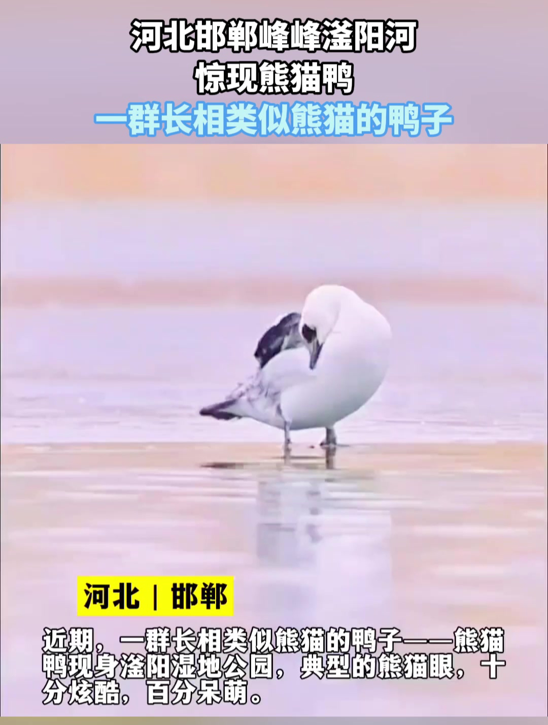 河北邯郸峰峰滏阳河,惊现熊猫鸭,一群长相类似熊猫的鸭子