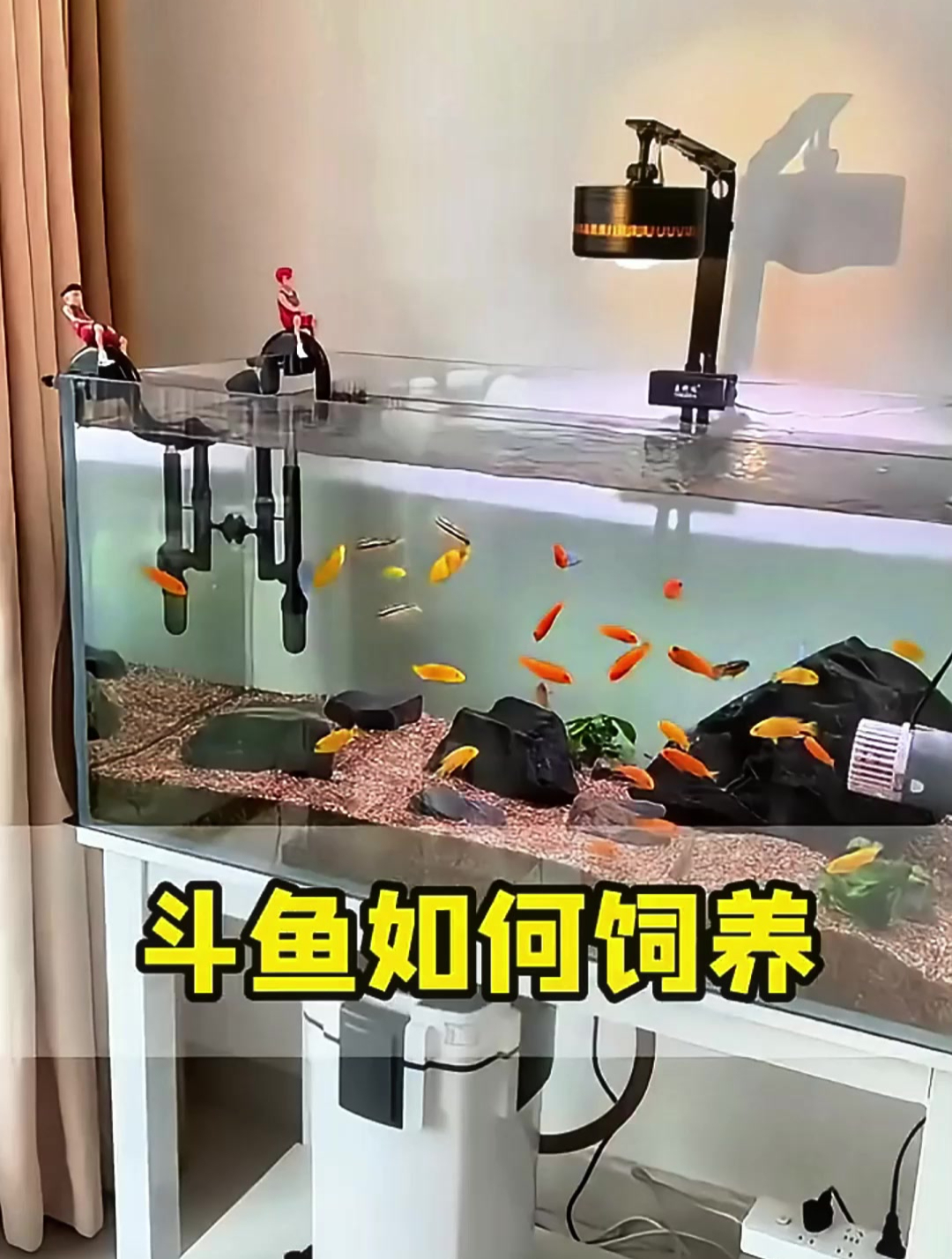 饲养斗鱼的正确方式是什么?