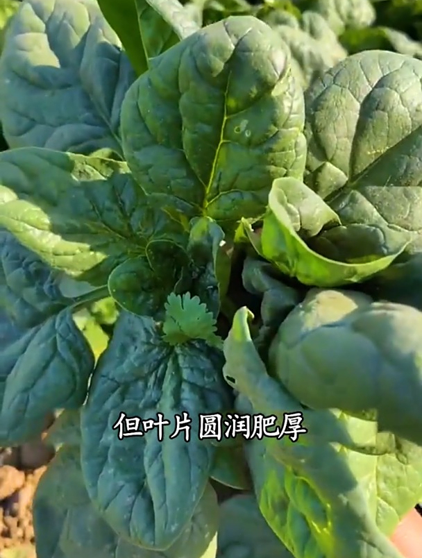趴地菠菜叶片圆润肥厚,炒菜涮火锅鲜香无比,四季都可种植