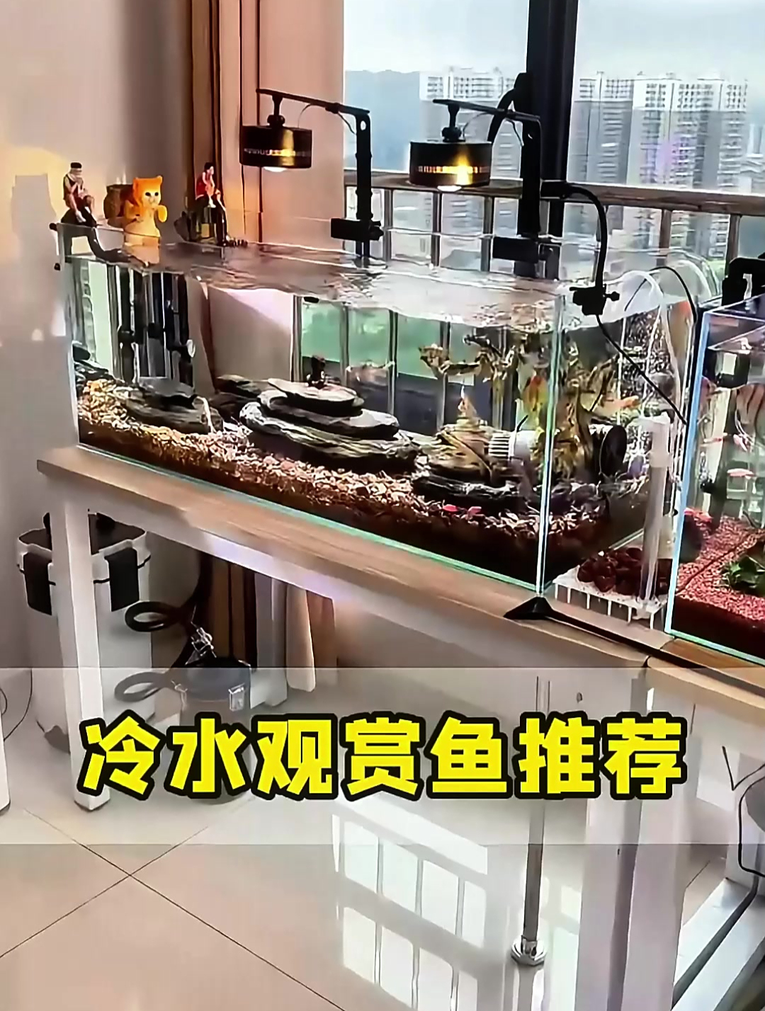 值得推荐的冷水观赏鱼!