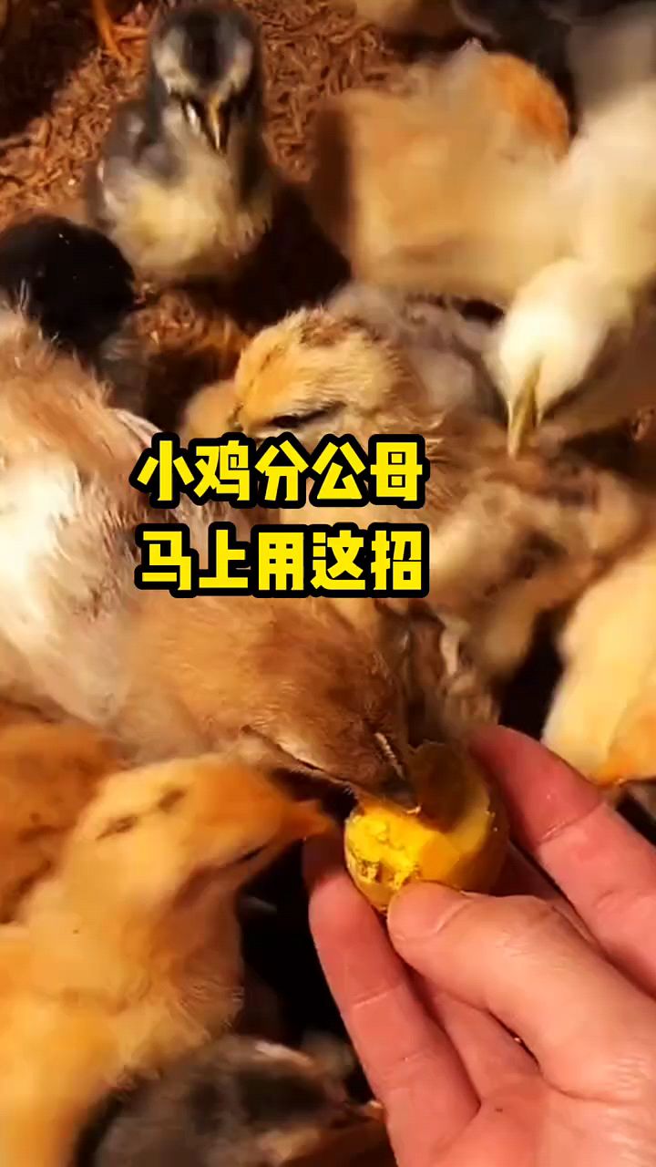 小鸡分公母好方法