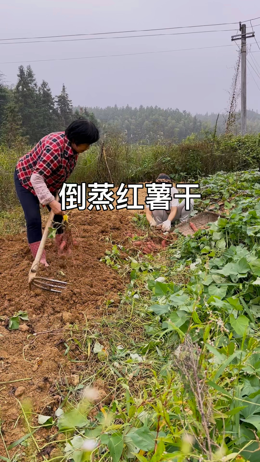 又到了红薯丰收的季节!做些倒蒸红薯干当零食或代餐吃