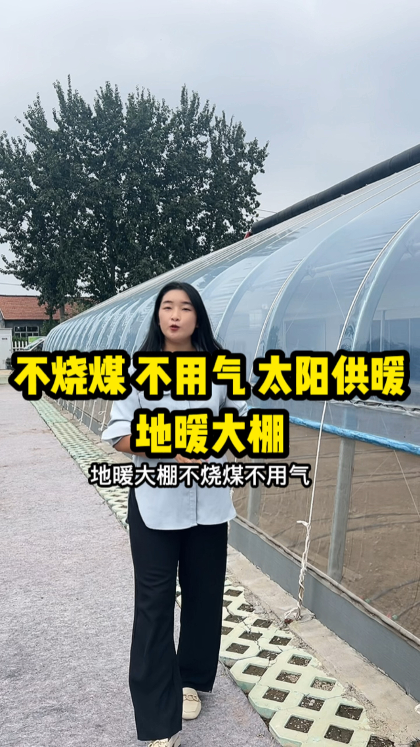地暖大棚,不烧煤 不用气,太阳集热可以做到零下三十度越冬生产