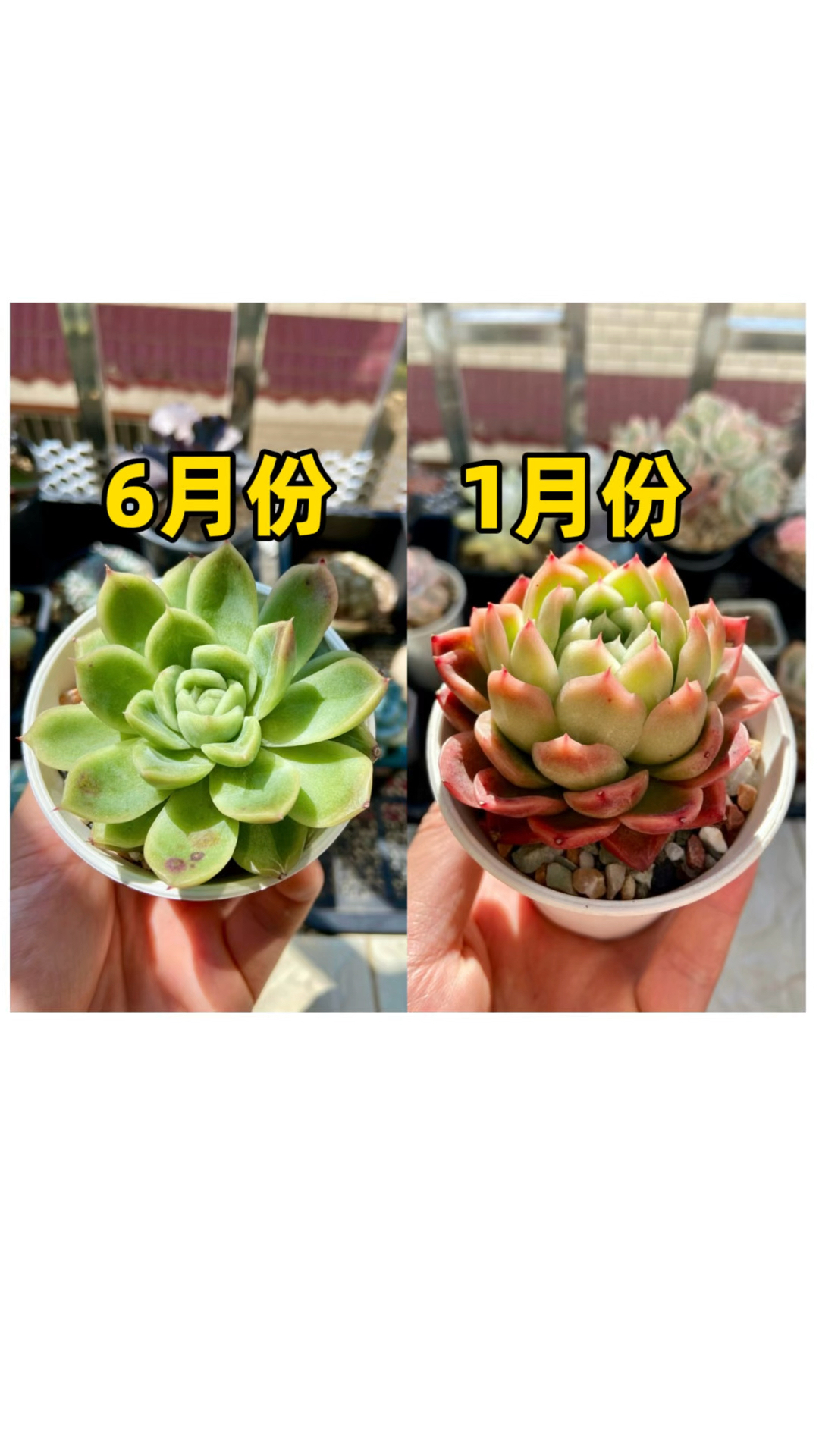 多肉植物在什么季节购买更划算?
