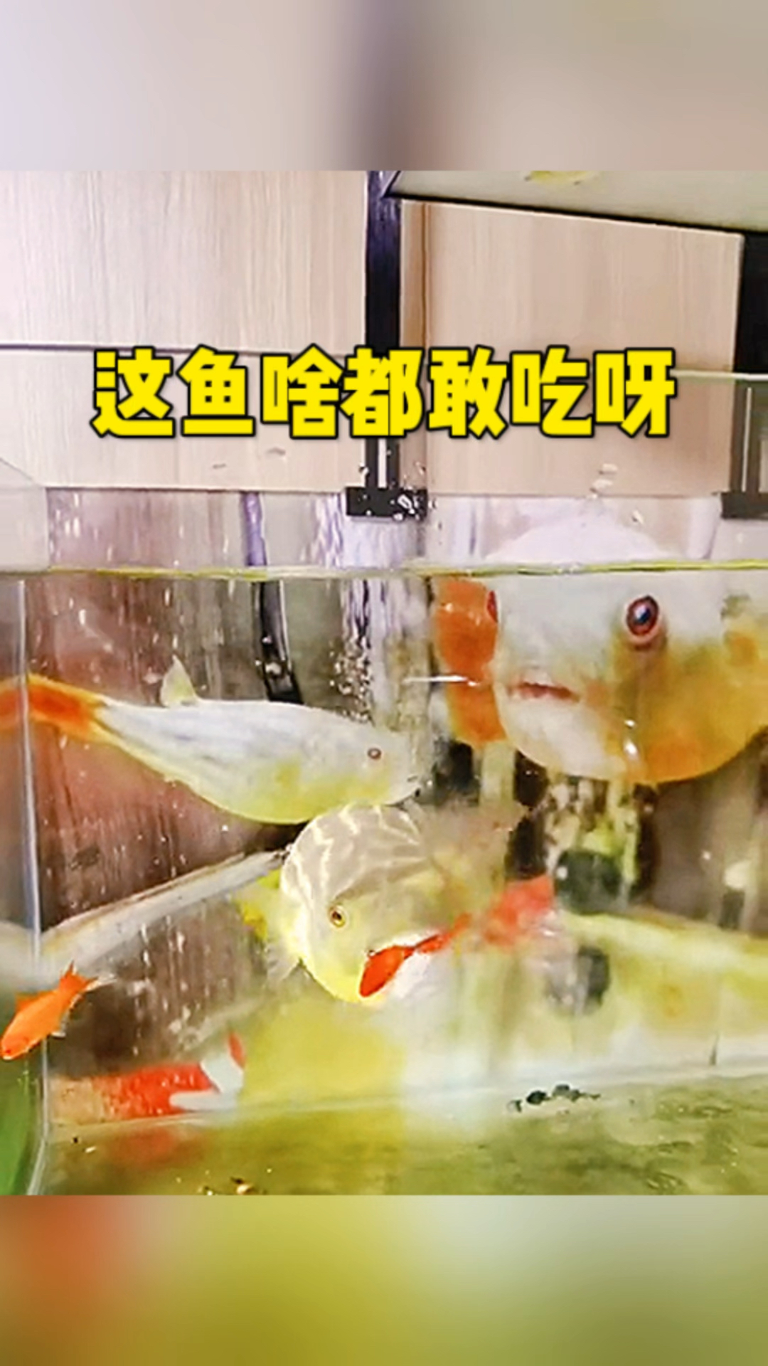 这鱼啥都敢吃呀 大鱼吃小鱼
