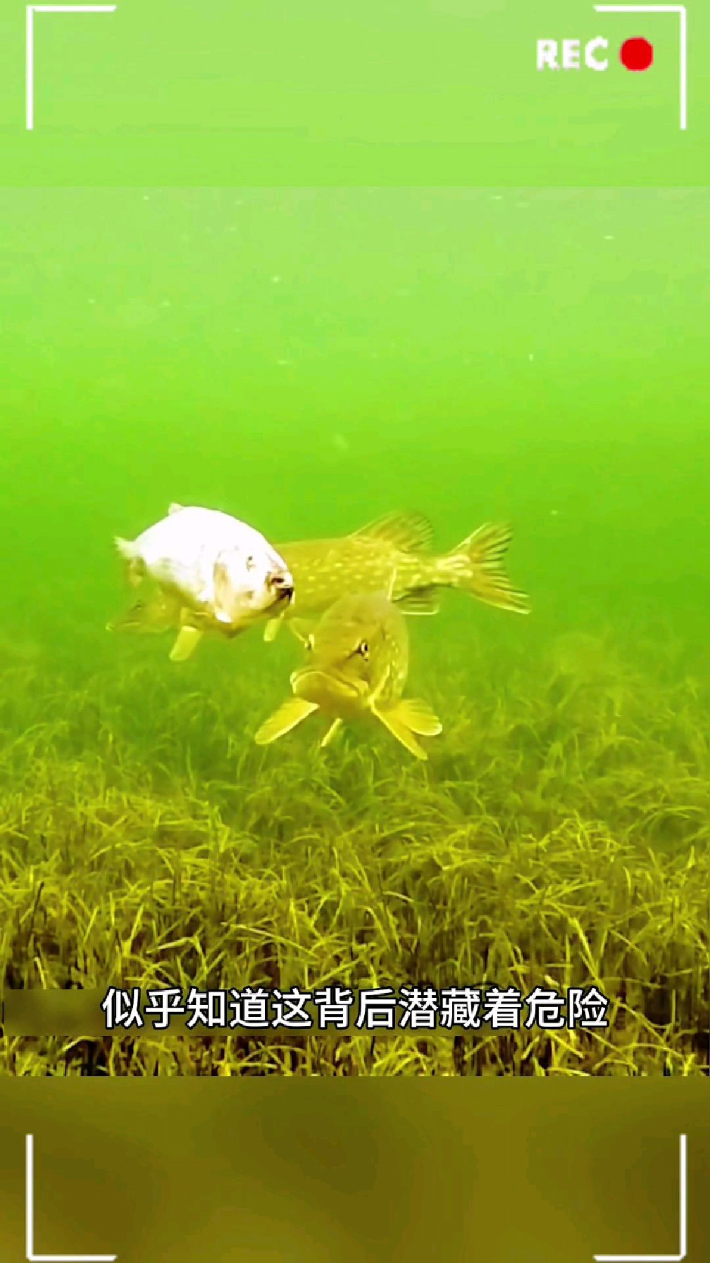 男人用电动马达复活死鱼,吸引了一群狗鱼,并成功钓上来