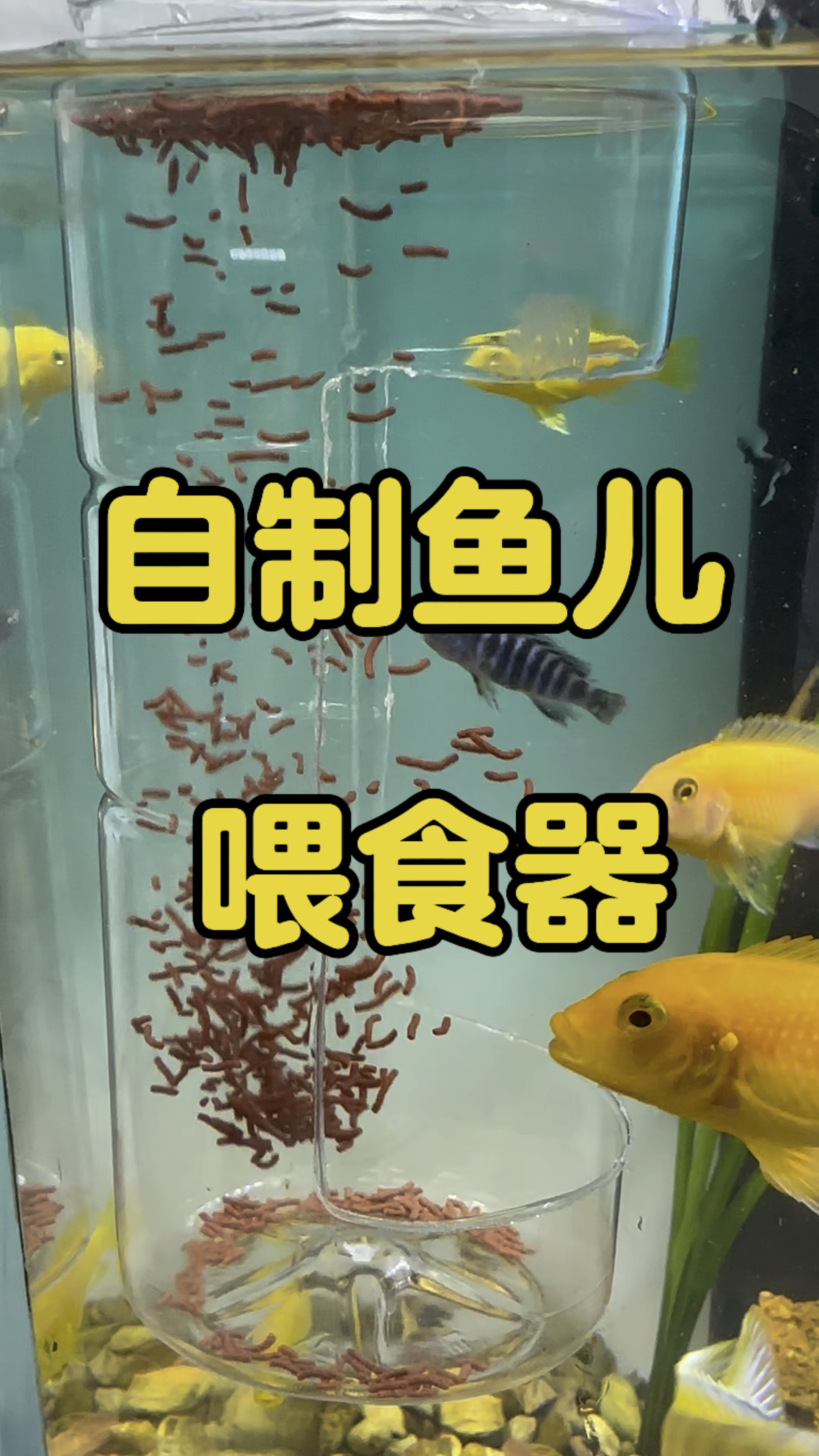 自制小鱼喂食器