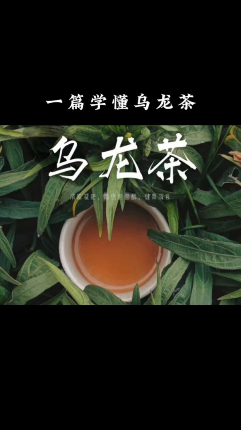 肉桂/水仙/大红袍三者区别【岩茶】如何辨别#茶知识#水仙#肉桂