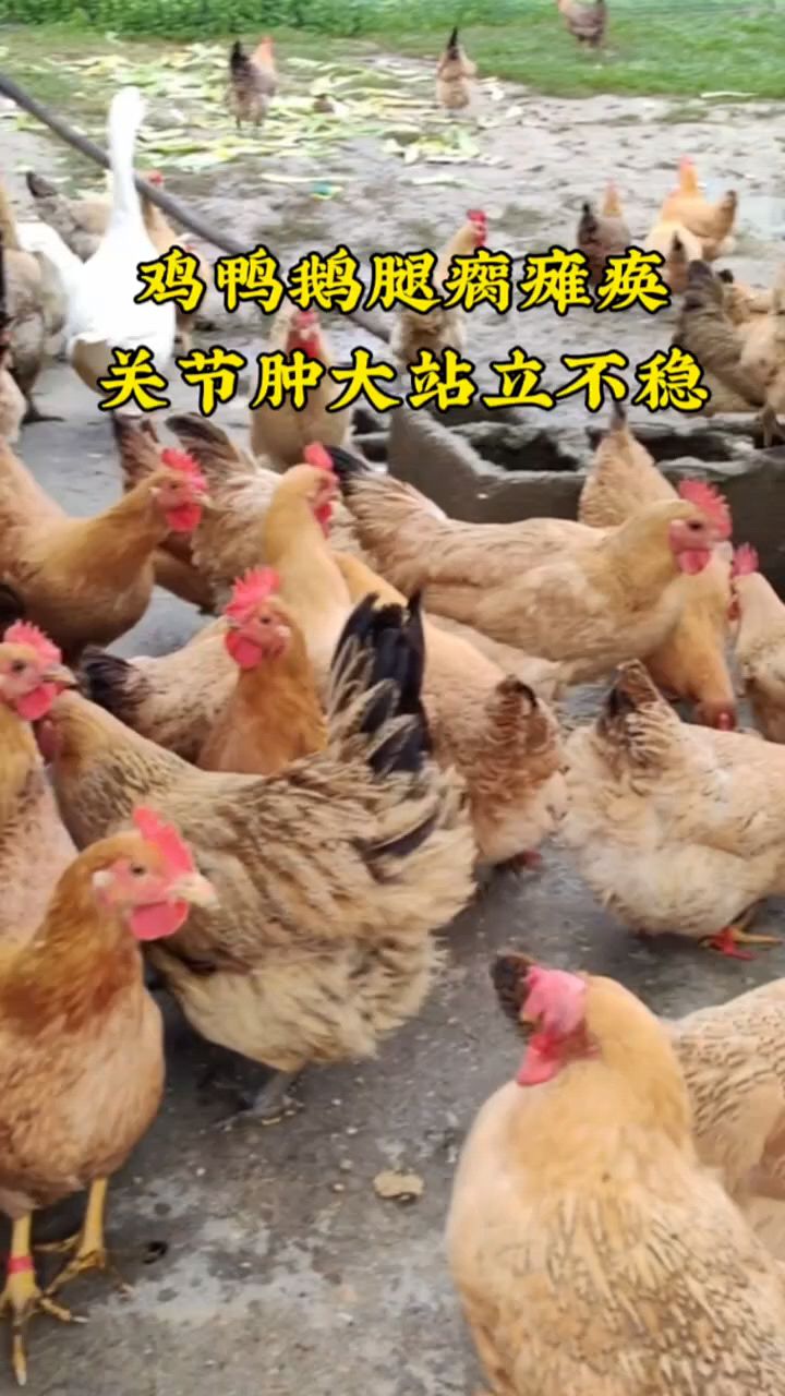 鸡鸭鹅站不起来不会走