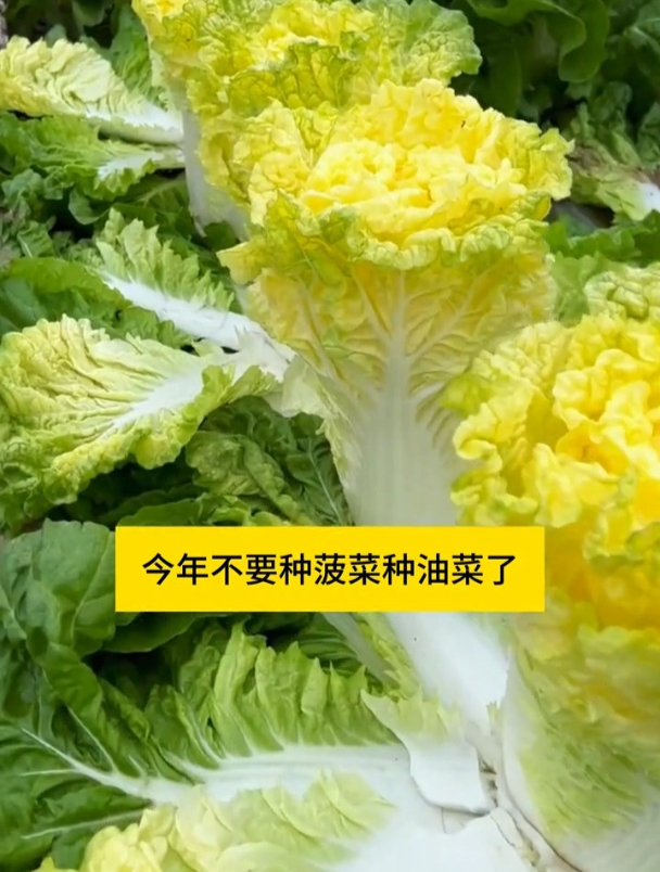 黄心大白菜被称为白菜界的“巨无霸”,耐冬储,种一点全家吃不完
