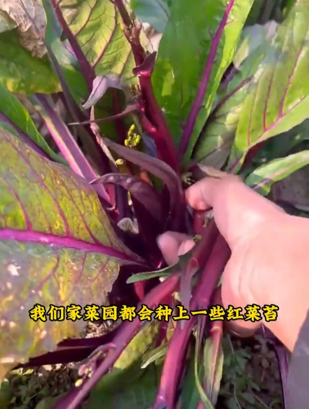 专吃菜苔的蔬菜,红杆富含花青素,耐寒又好种!