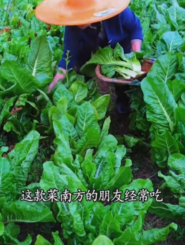 四季都能种的牛皮菜,口感细腻,可重复采收