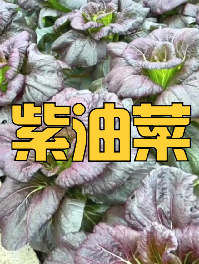 下雪也能生长的小油菜,你见过吗 紫油菜