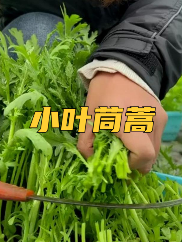 小叶茼蒿种子,生长快,易管理,撒籽浇水就长,现在正是种植的季