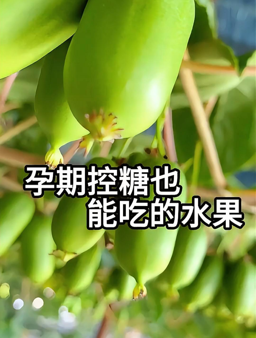 不带毛的猕猴桃?软枣奇异莓,小小一颗吃起来很方便