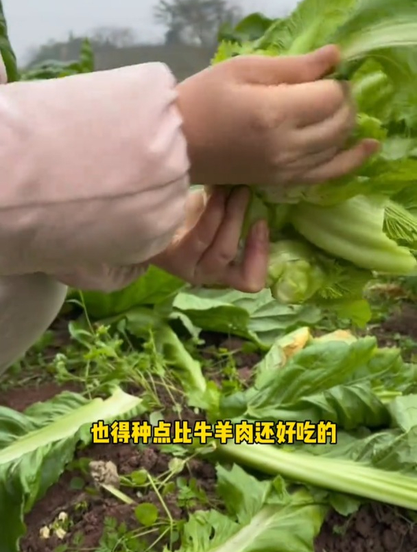 比牛肉营养还高,儿菜市场罕见,撒一把种子从秋天一直吃!