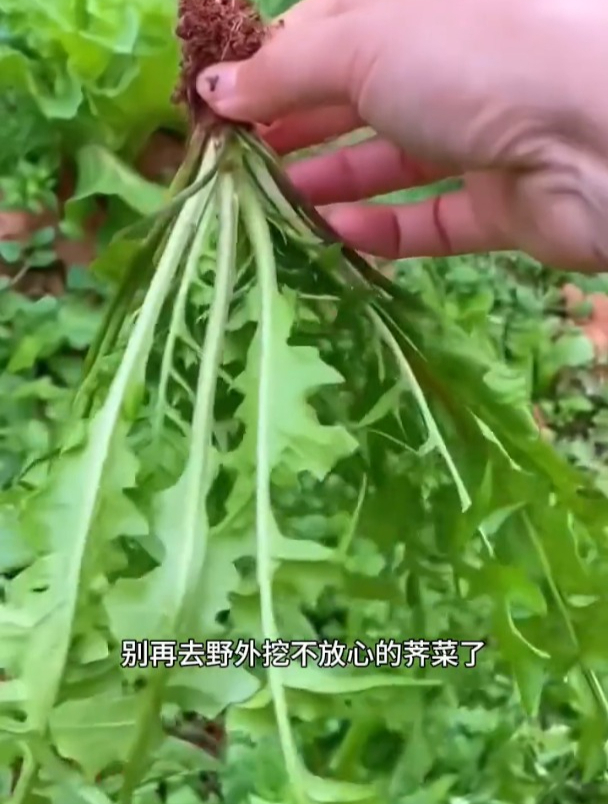 荠菜野外遍地都是,很多农友却在家种,只因它种起来实在太省心了