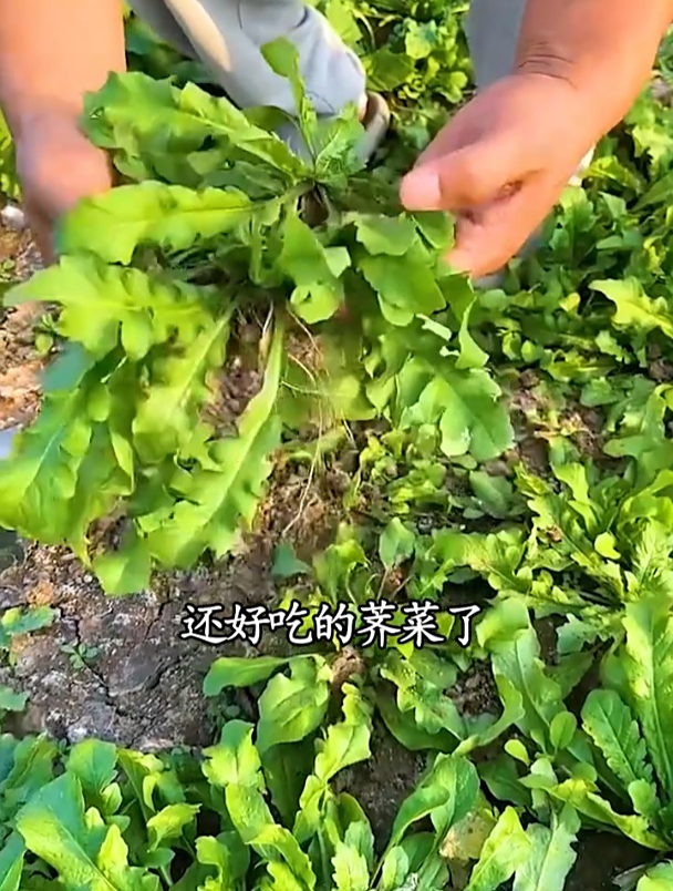 别去野外挖不放心的荠菜了,自己种点简单又方便