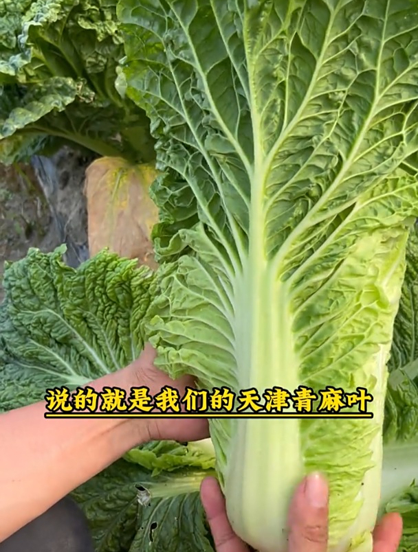 这个青麻叶白菜不一般!耐寒又抗病,还带有一点甜津津的味道