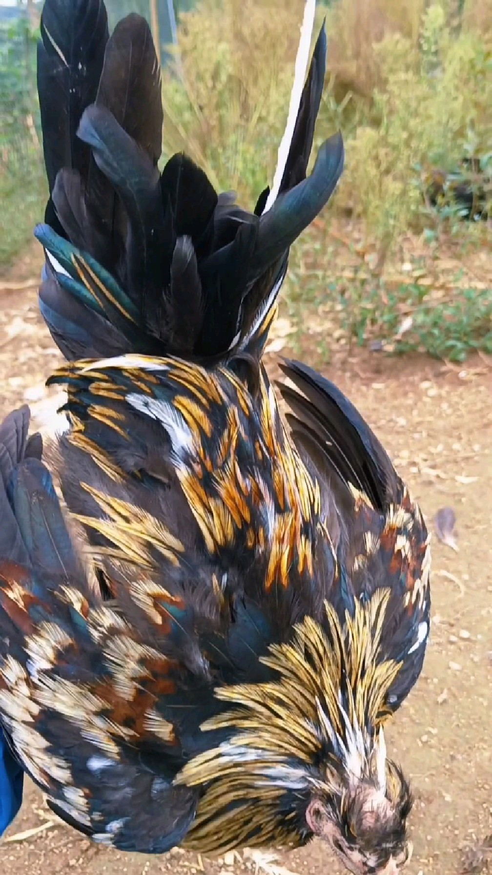 海东鸡青年鸡即将成型