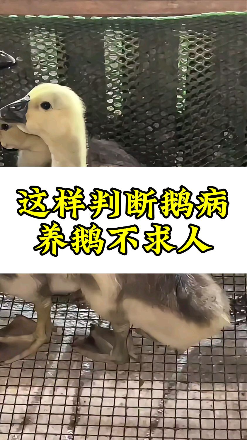 这样判断鹅病养鹅不求人