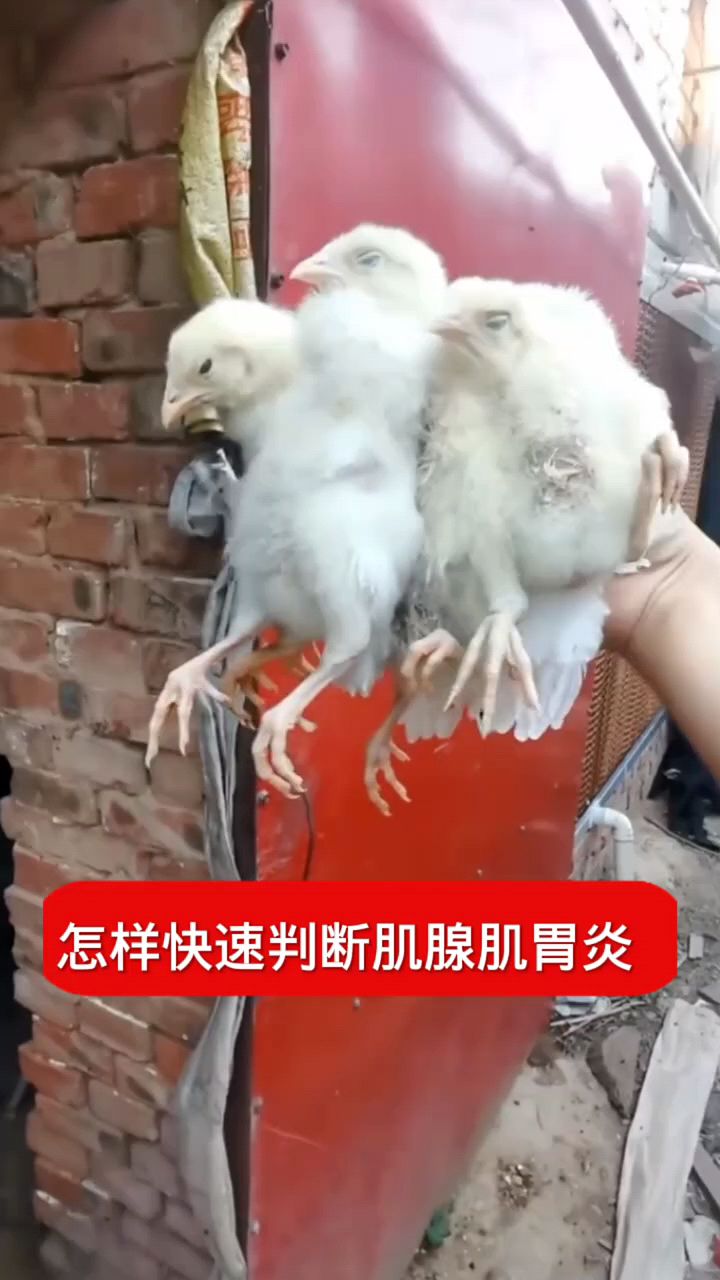 怎么判断鸡腺胃炎啊