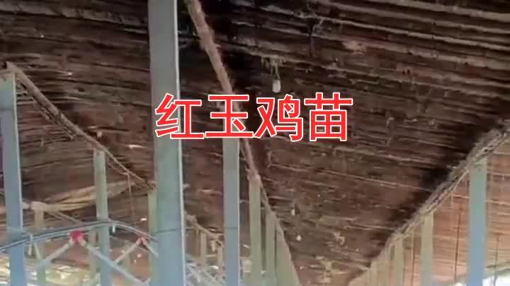 红鸡苗选择九斤红种鸡场,开启您养殖事业的成功之路。高效养殖