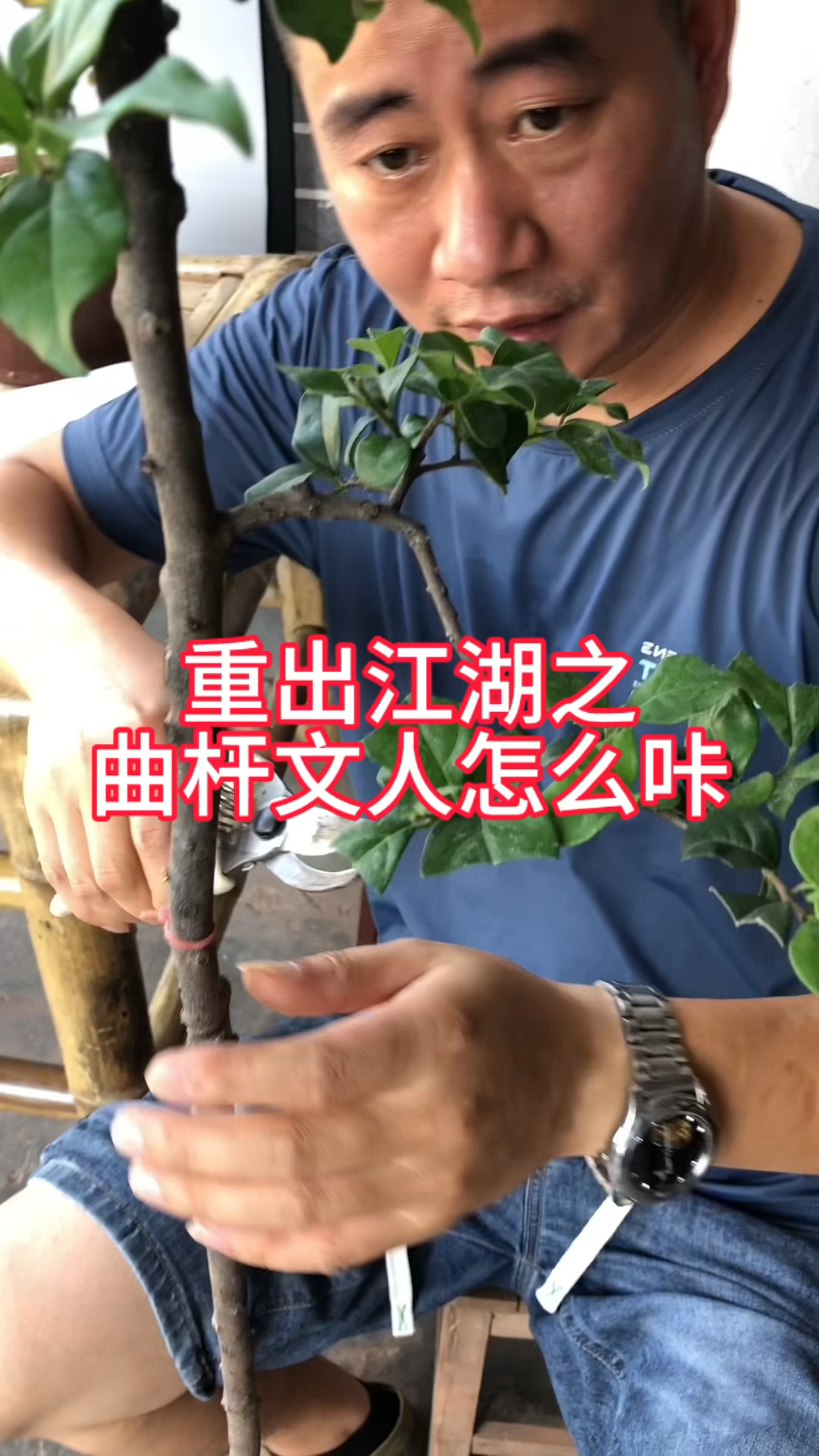 盆景造型设计———曲杆文人怎么咔?
