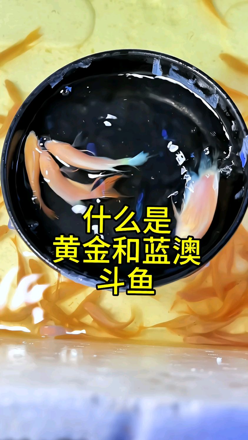 这些都是不需要打氧#蓝澳火斗鱼 #冷水鱼 #无纹蓝斗鱼 #黄金