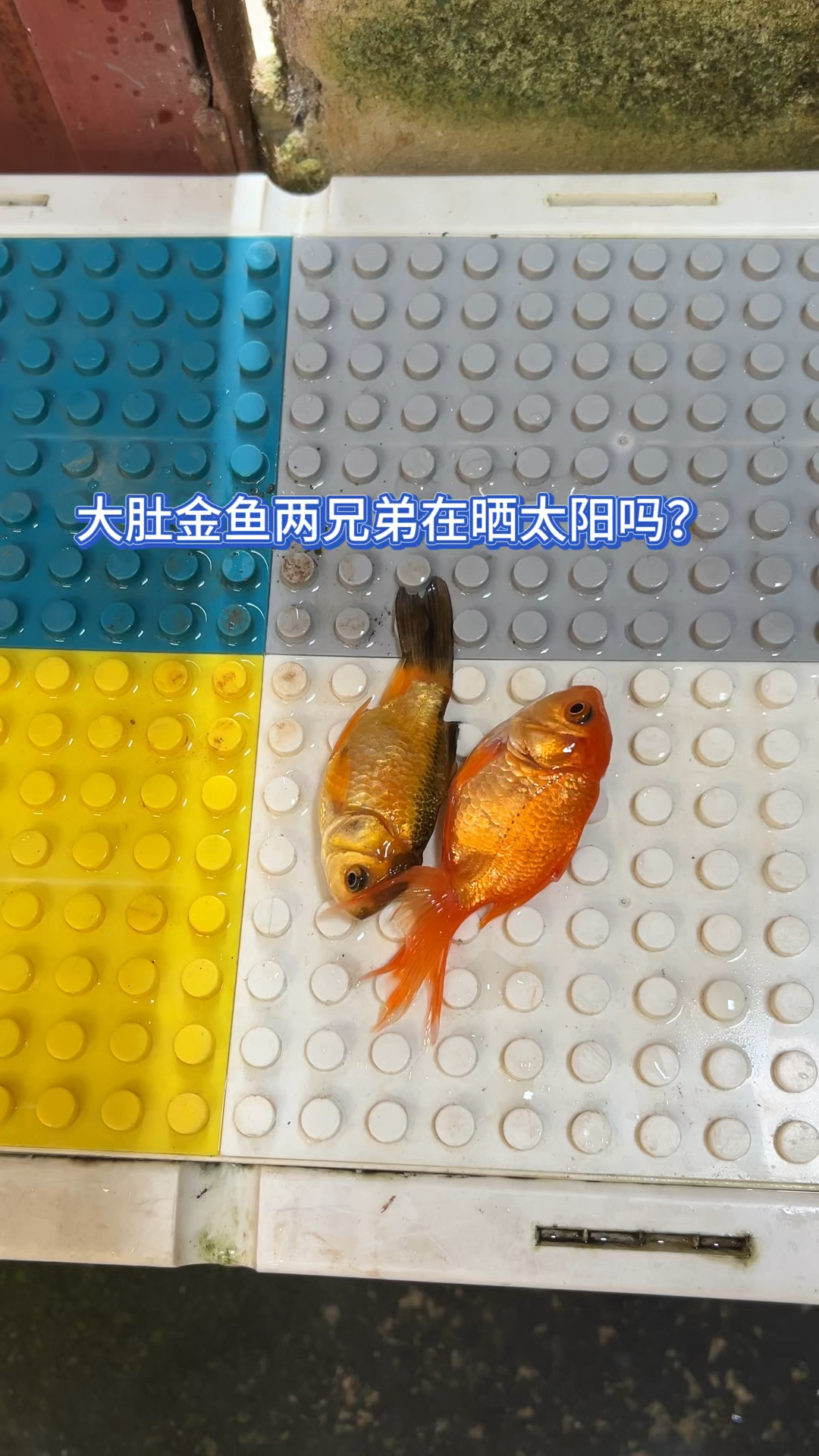 大肚金鱼兄弟在晒太阳?
