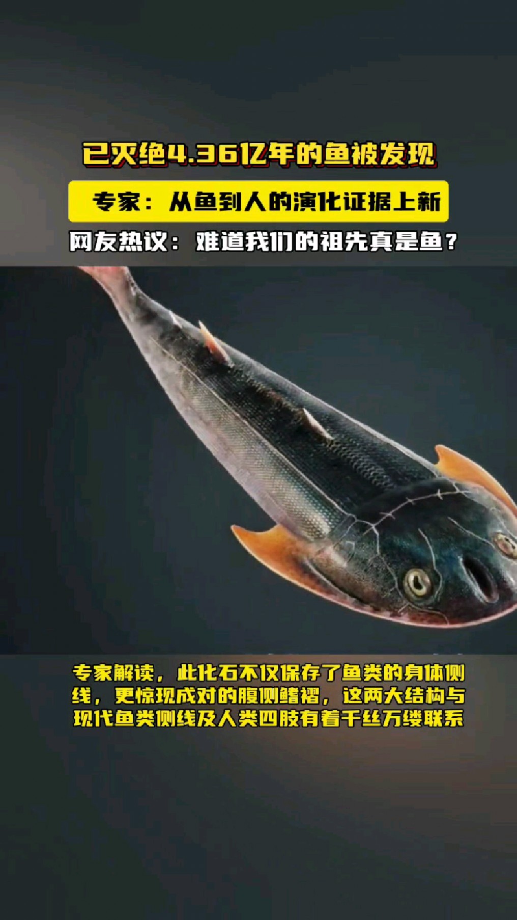 4.36亿年灭绝古鱼被发现,人鱼演化再添新证!网友:祖先真是鱼?