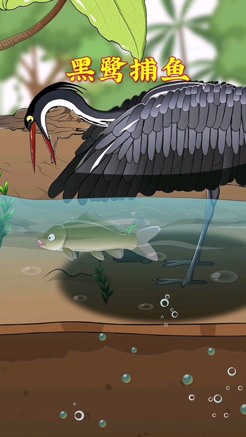 黑鹭可是会利用“搭帐篷”捕鱼的鸟!