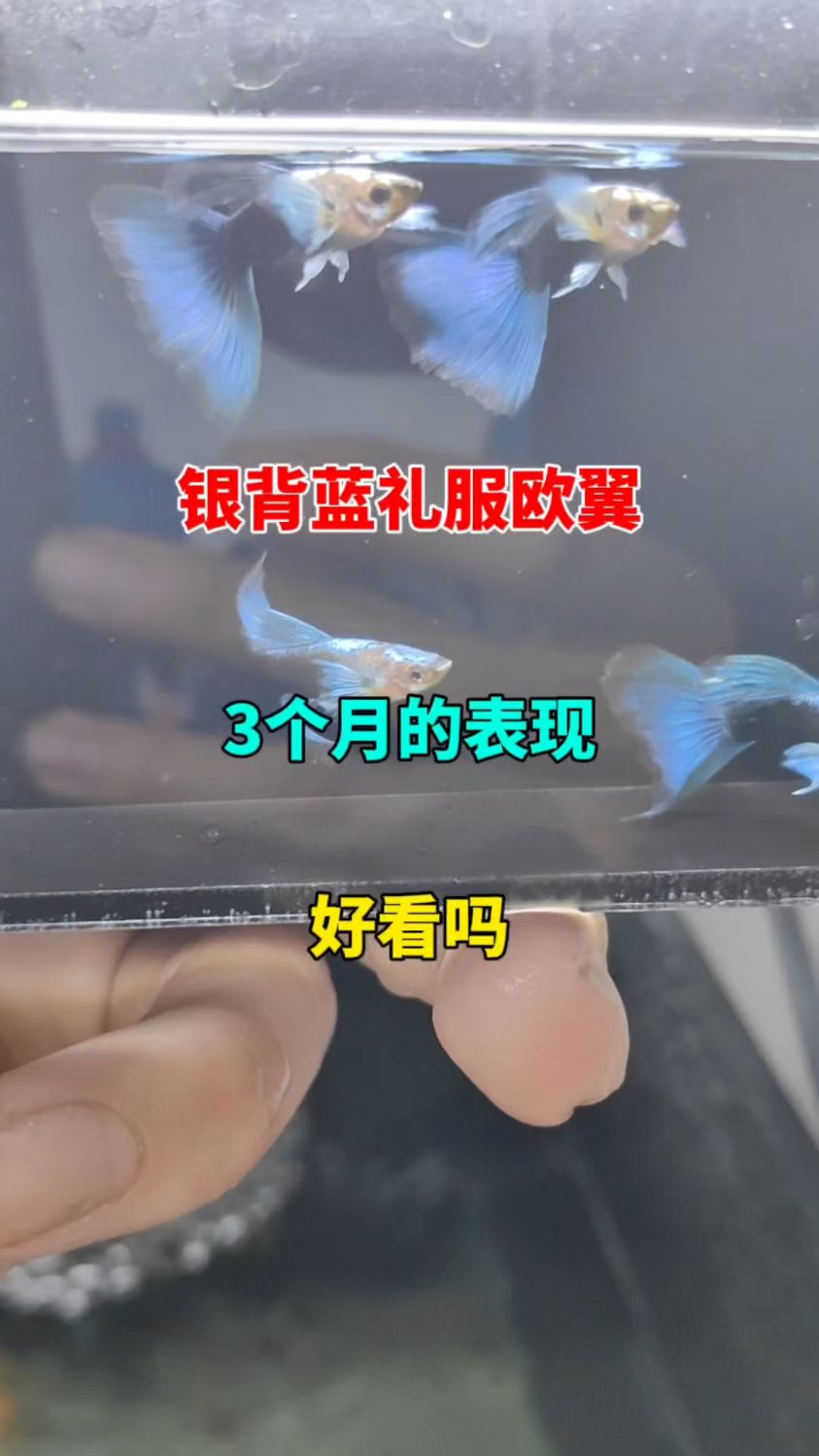 银背蓝礼服欧翼长起来了