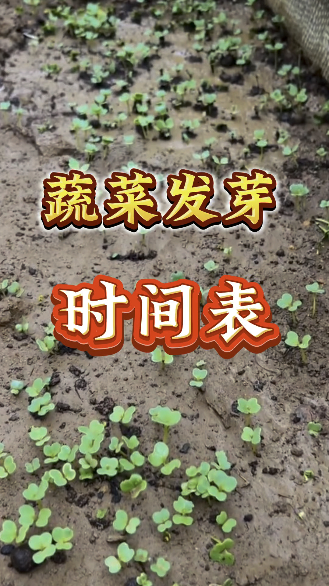 蔬菜发芽时间表。